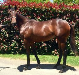 Kaonic (NZ) (Savabeel) as a yearling.
